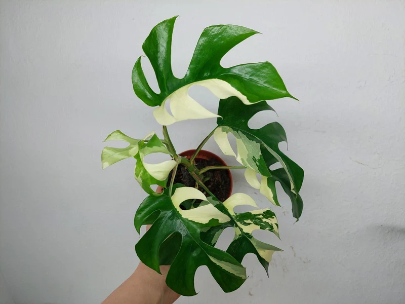 Monstera Minima / Raphidophora Tetrasperma Variegata (zum aussuchen)