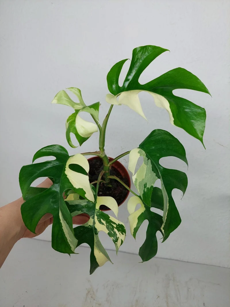 Monstera Minima / Raphidophora Tetrasperma Variegata (zum aussuchen)