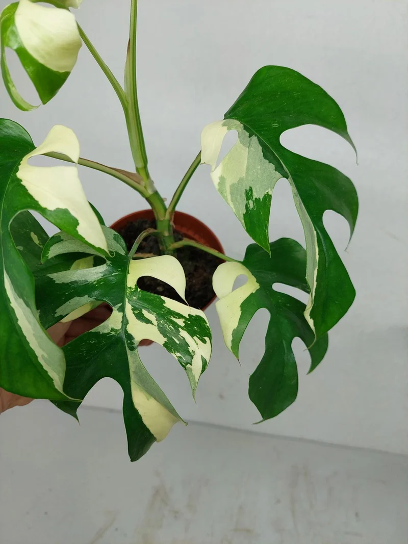 Monstera Minima / Raphidophora Tetrasperma Variegata (zum aussuchen)