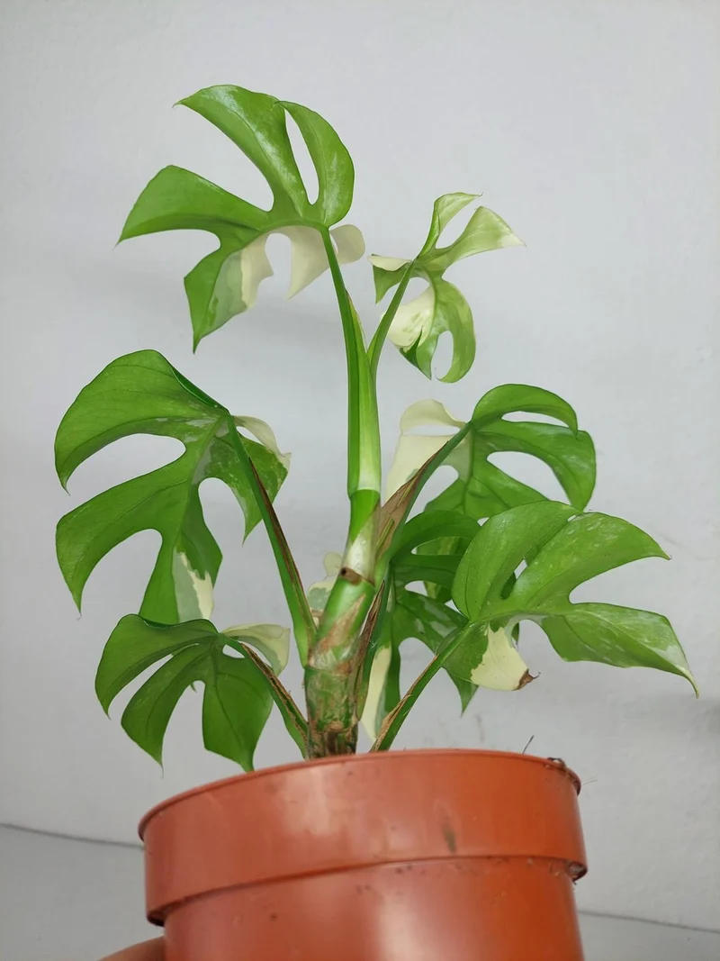 Monstera Minima / Raphidophora Tetrasperma Variegata (zum aussuchen)