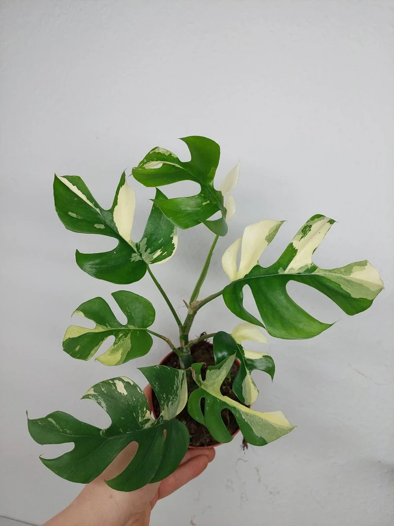 Monstera Minima / Raphidophora Tetrasperma Variegata (zum aussuchen)