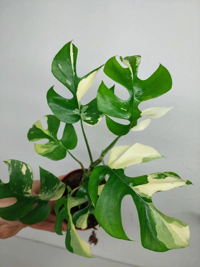 Monstera Minima / Raphidophora Tetrasperma Variegata (zum aussuchen)