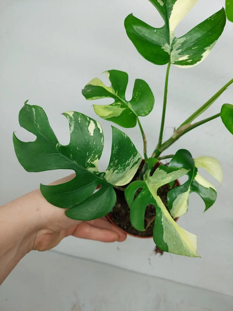 Monstera Minima / Raphidophora Tetrasperma Variegata (zum aussuchen)