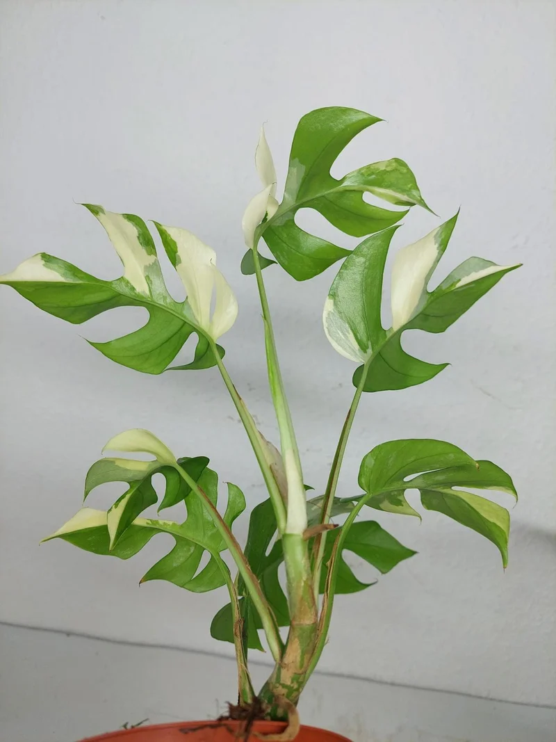 Monstera Minima / Raphidophora Tetrasperma Variegata (zum aussuchen)