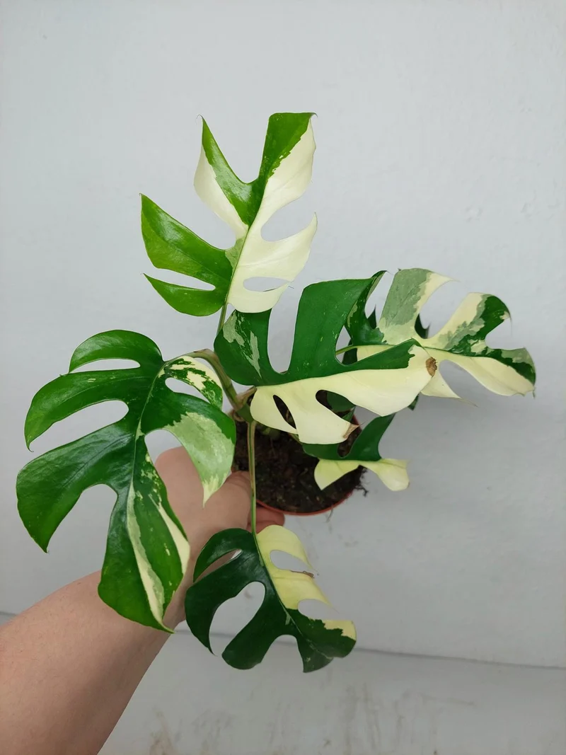 Monstera Minima / Raphidophora Tetrasperma Variegata (zum aussuchen)