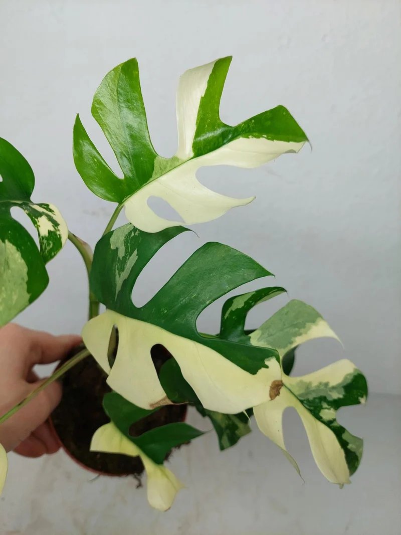 Monstera Minima / Raphidophora Tetrasperma Variegata (zum aussuchen)
