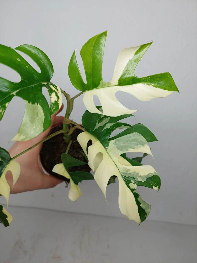 Monstera Minima / Raphidophora Tetrasperma Variegata (zum aussuchen)