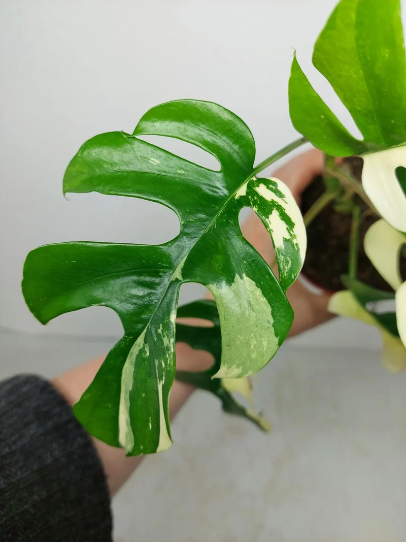 Monstera Minima / Raphidophora Tetrasperma Variegata (zum aussuchen)