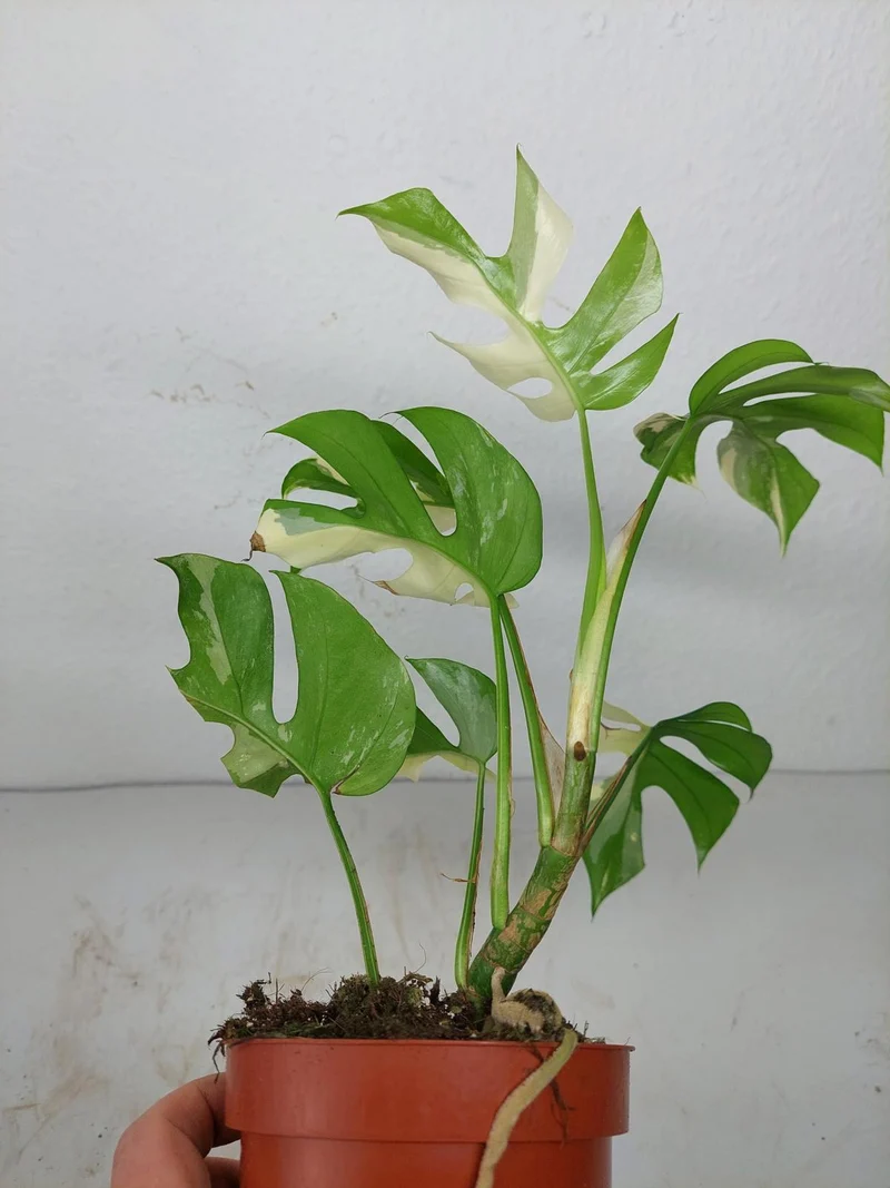 Monstera Minima / Raphidophora Tetrasperma Variegata (zum aussuchen)