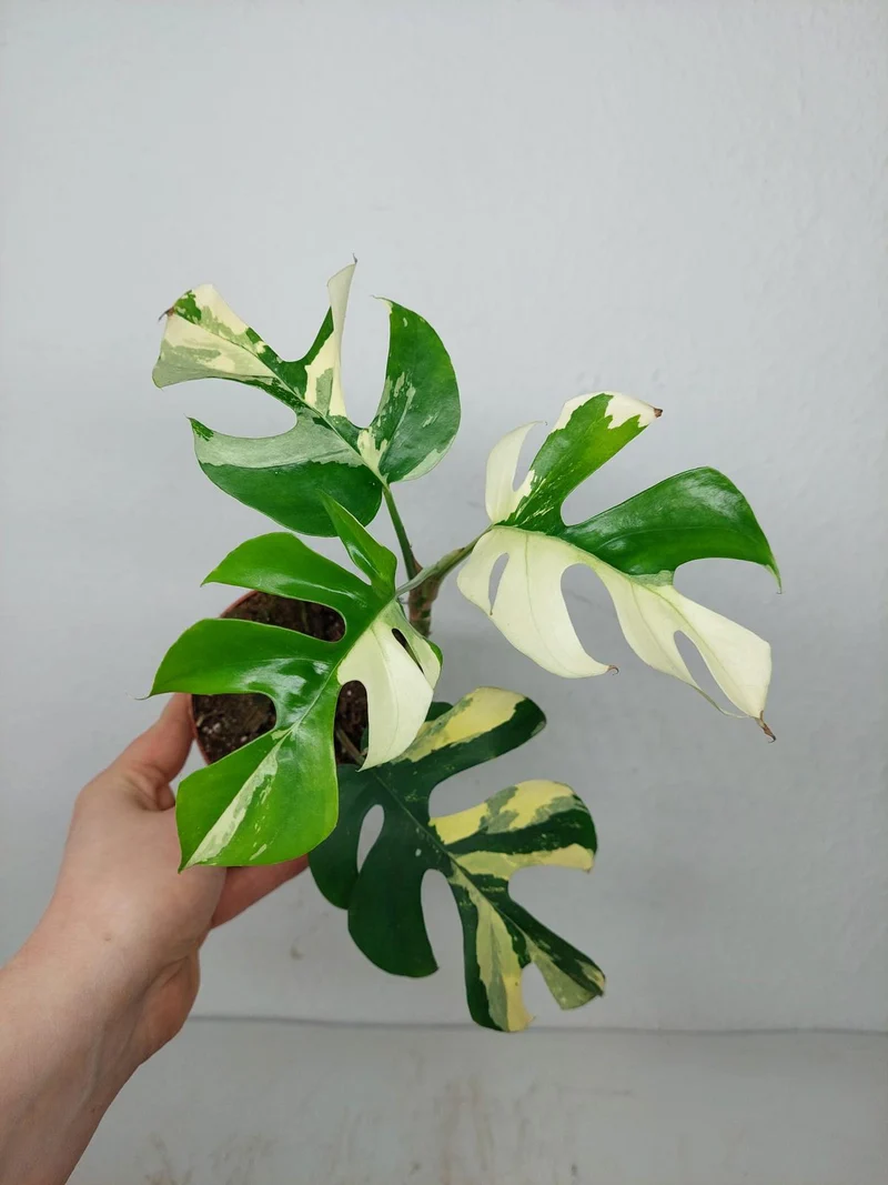 Monstera Minima / Raphidophora Tetrasperma Variegata (zum aussuchen)