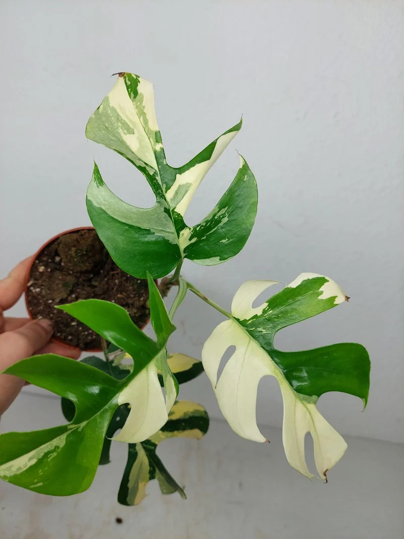 Monstera Minima / Raphidophora Tetrasperma Variegata (zum aussuchen)