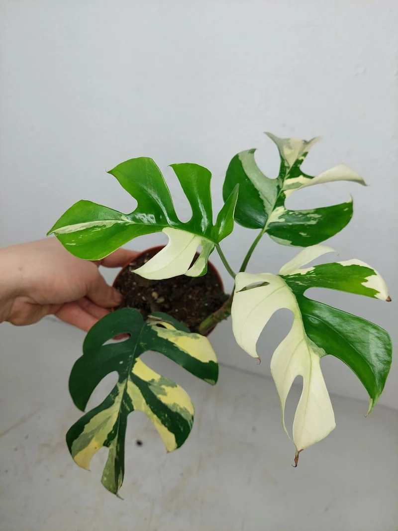 Monstera Minima / Raphidophora Tetrasperma Variegata (zum aussuchen)