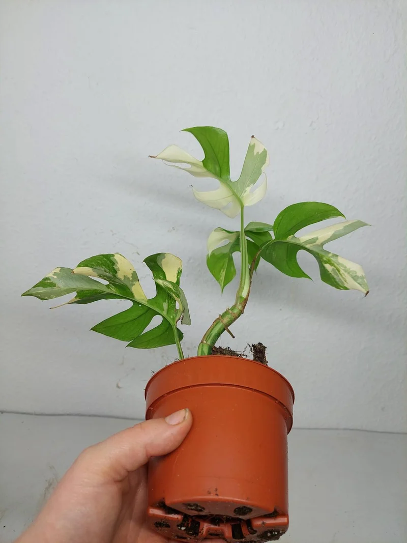 Monstera Minima / Raphidophora Tetrasperma Variegata (zum aussuchen)