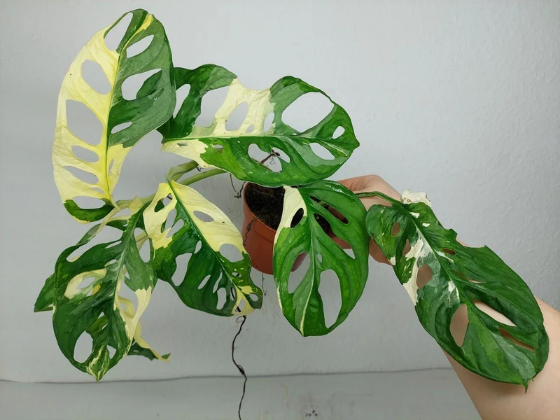 Monstera Adansonii Variegata