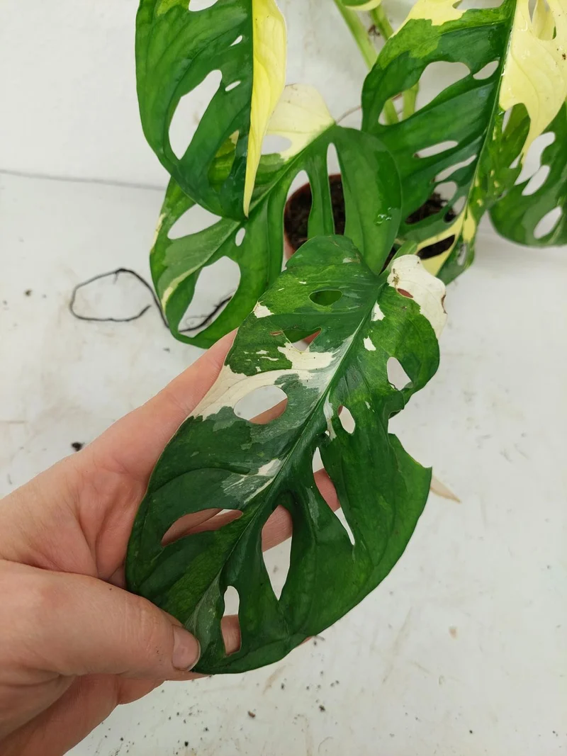 Monstera Adansonii Variegata