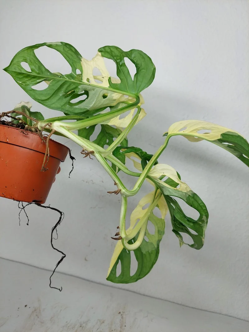 Monstera Adansonii Variegata