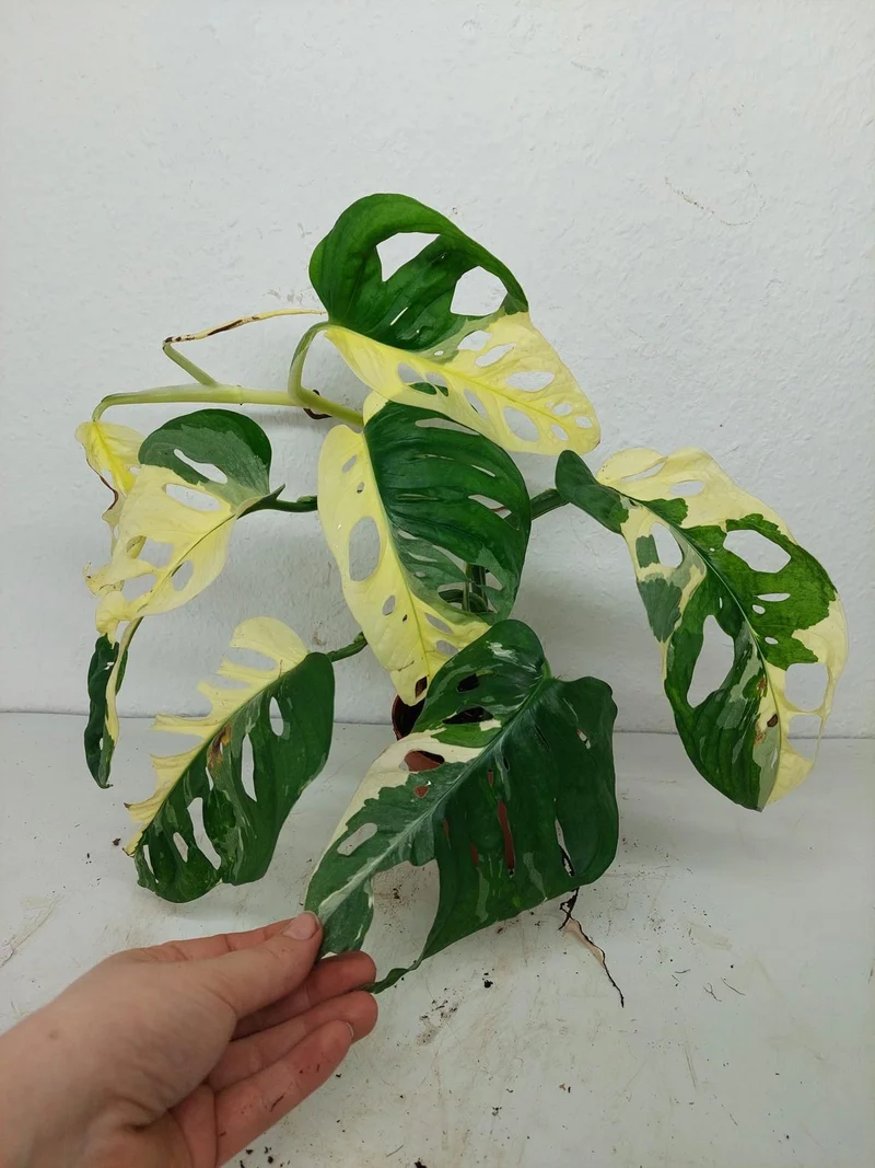 Monstera Adansonii Variegata