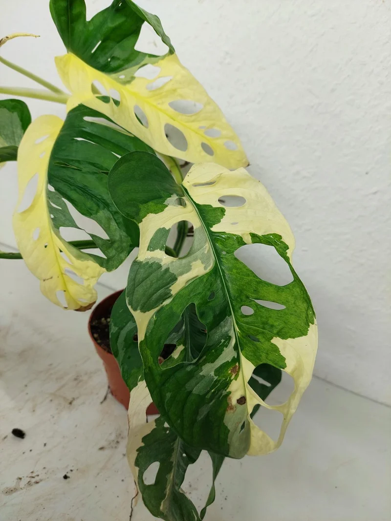 Monstera Adansonii Variegata