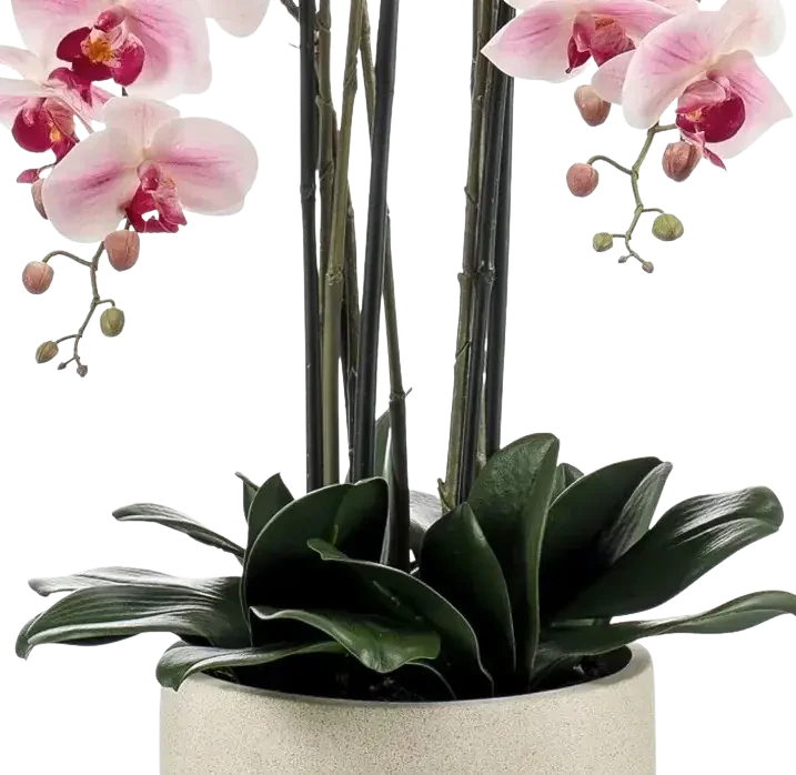 Künstliche Orchidee - Leo | 100 cm