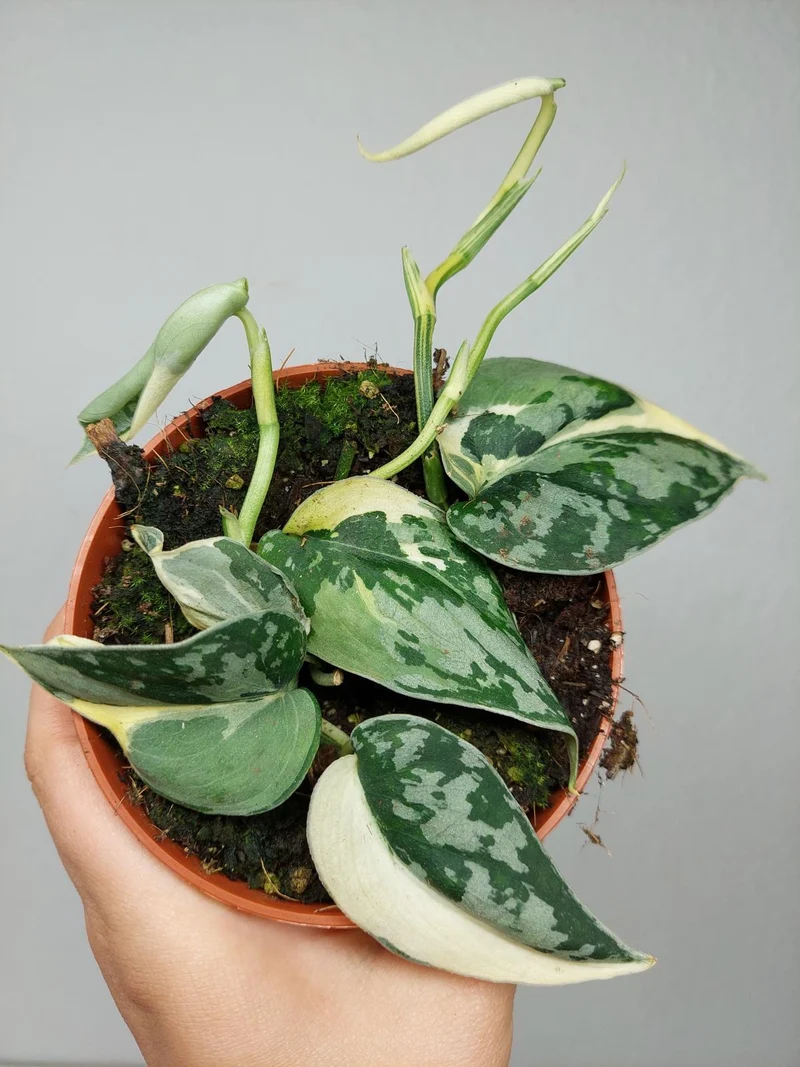 Scindapsus Mayari Variegata (zum aussuchen)