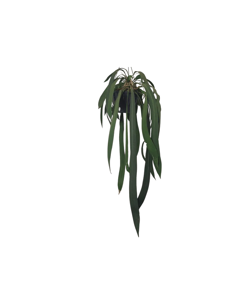 Anthurium Vittarifolium groß