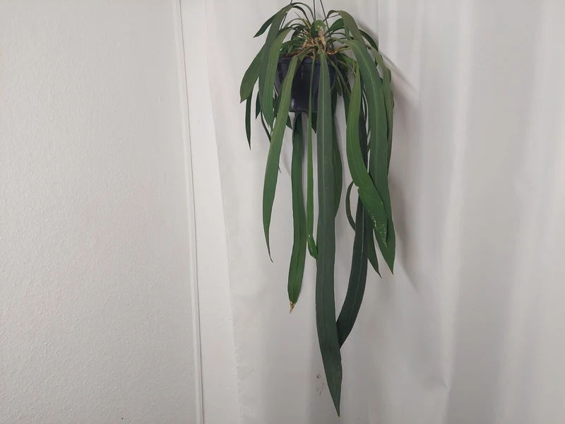 Anthurium Vittarifolium groß