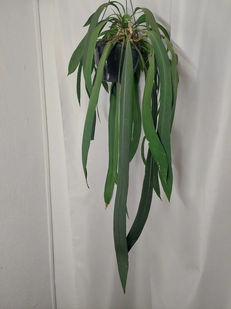 Anthurium Vittarifolium groß
