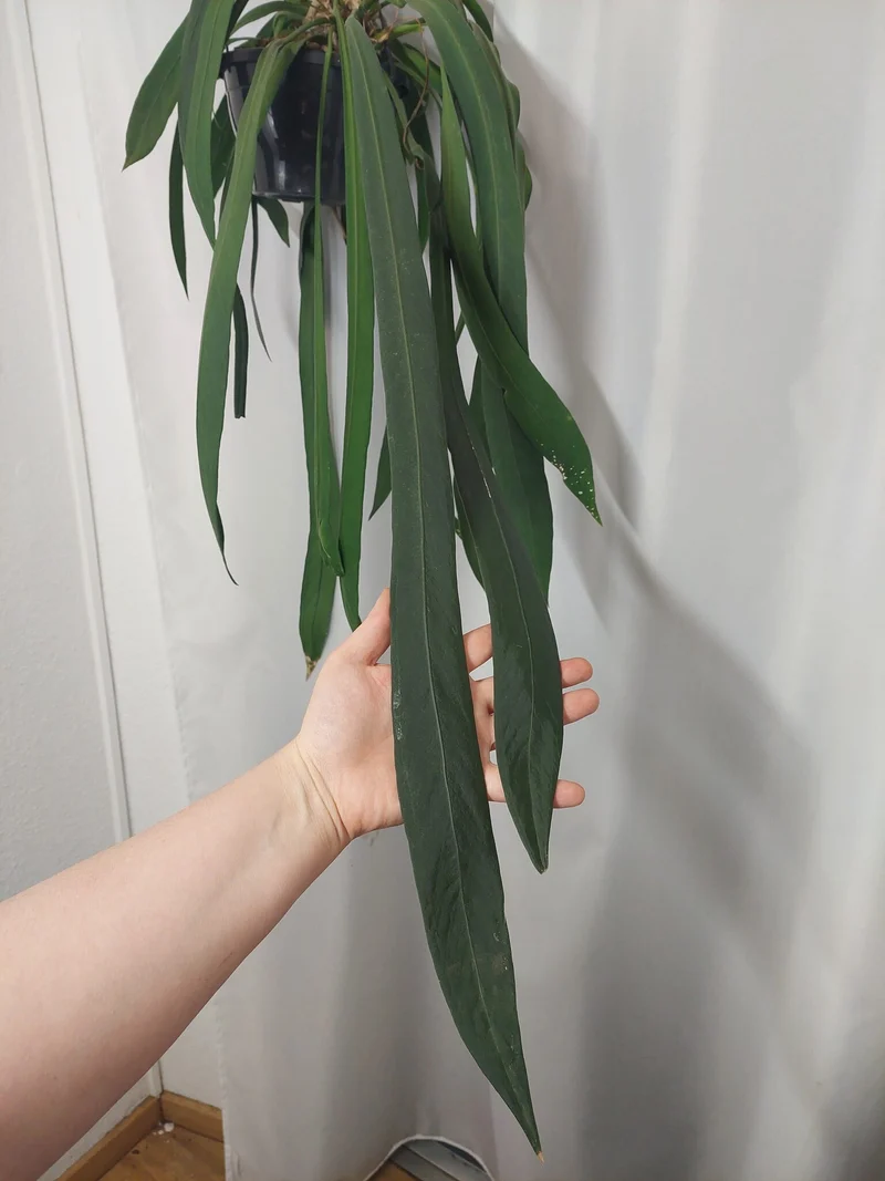 Anthurium Vittarifolium groß