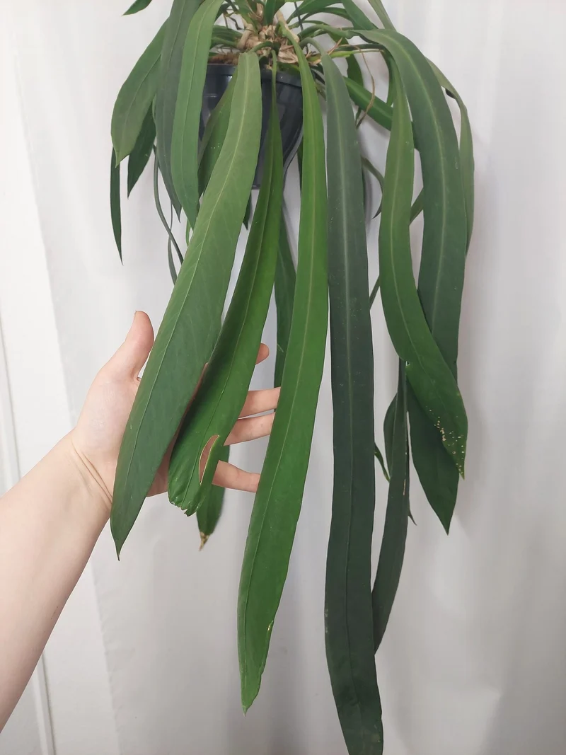 Anthurium Vittarifolium groß