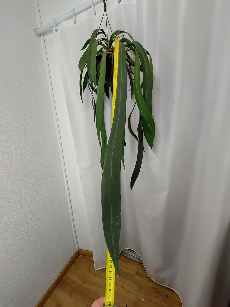 Anthurium Vittarifolium groß