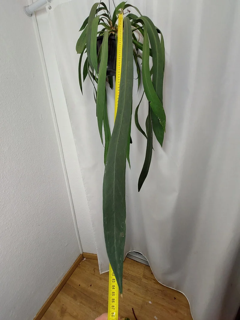 Anthurium Vittarifolium groß