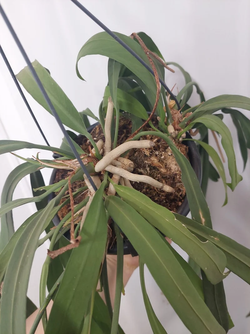 Anthurium Vittarifolium groß