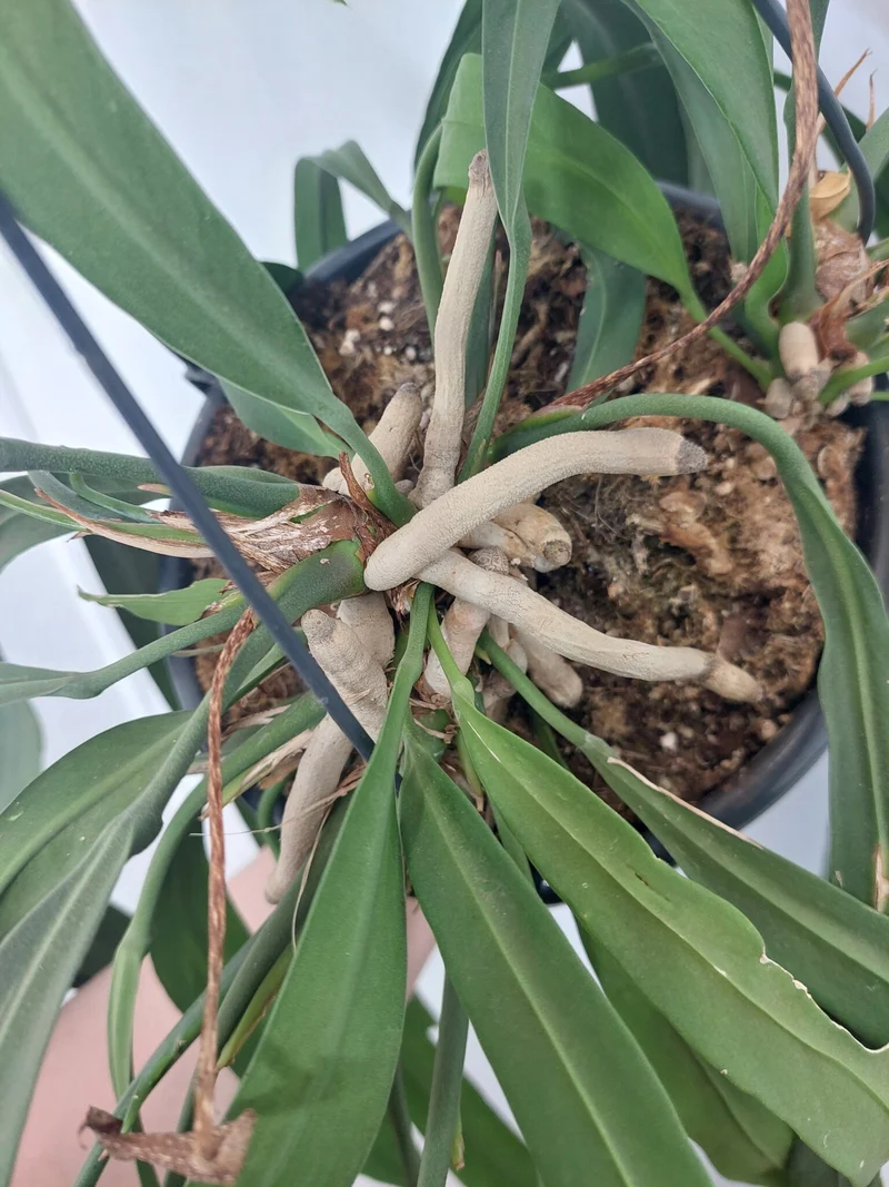 Anthurium Vittarifolium groß