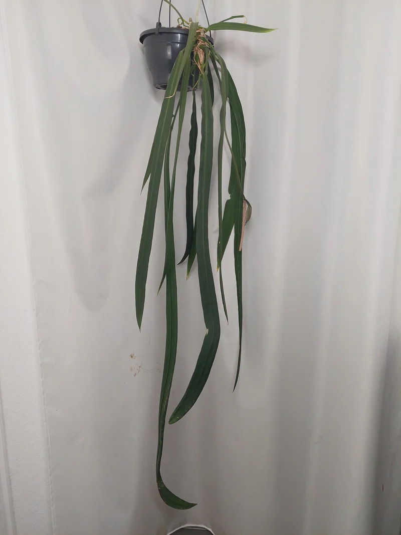 Anthurium Vittarifolium groß