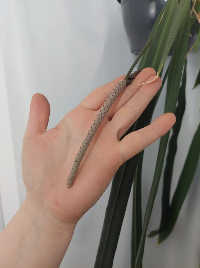 Anthurium Vittarifolium groß