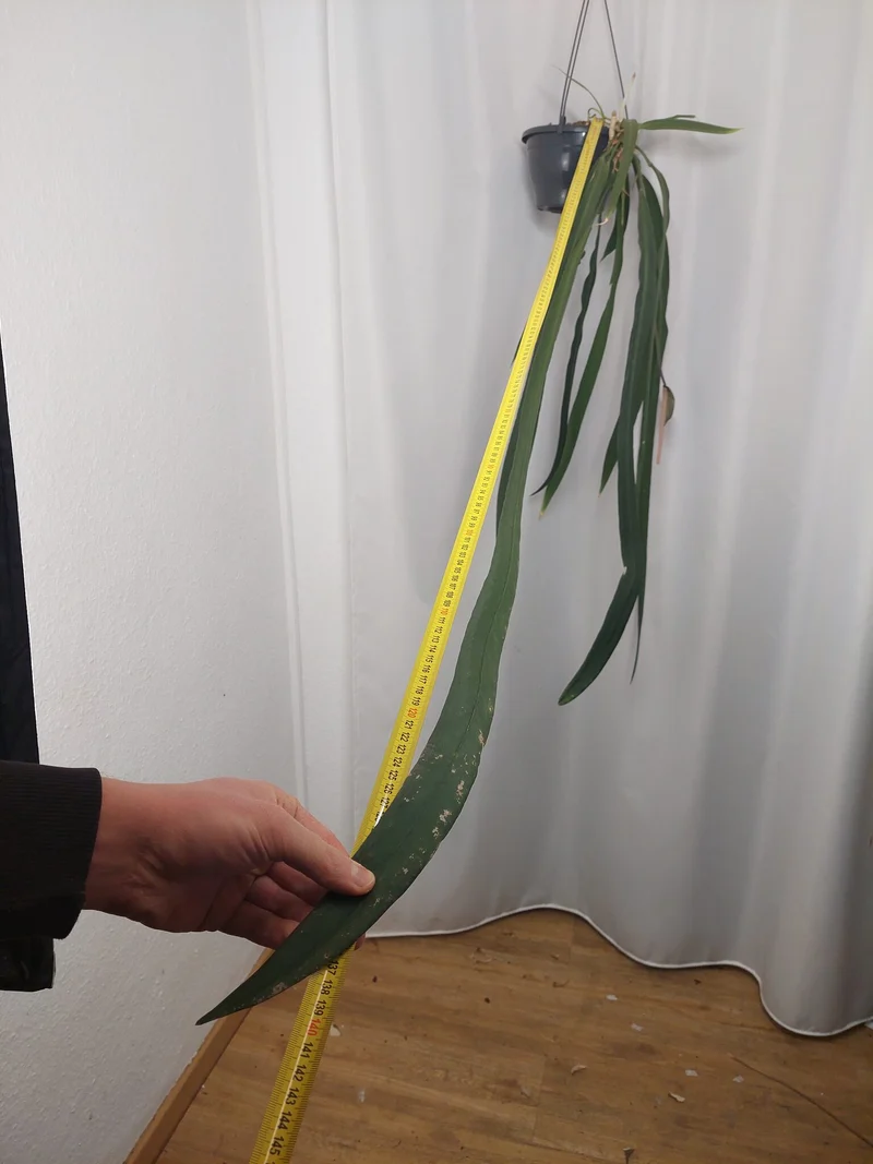 Anthurium Vittarifolium groß