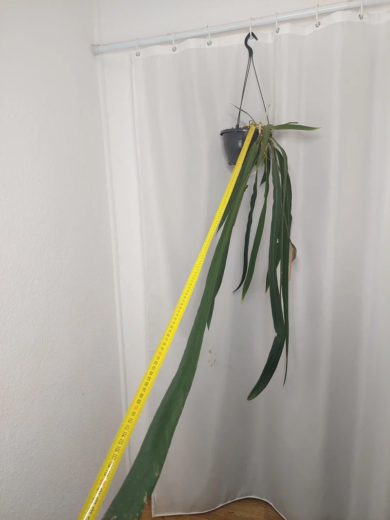 Anthurium Vittarifolium groß