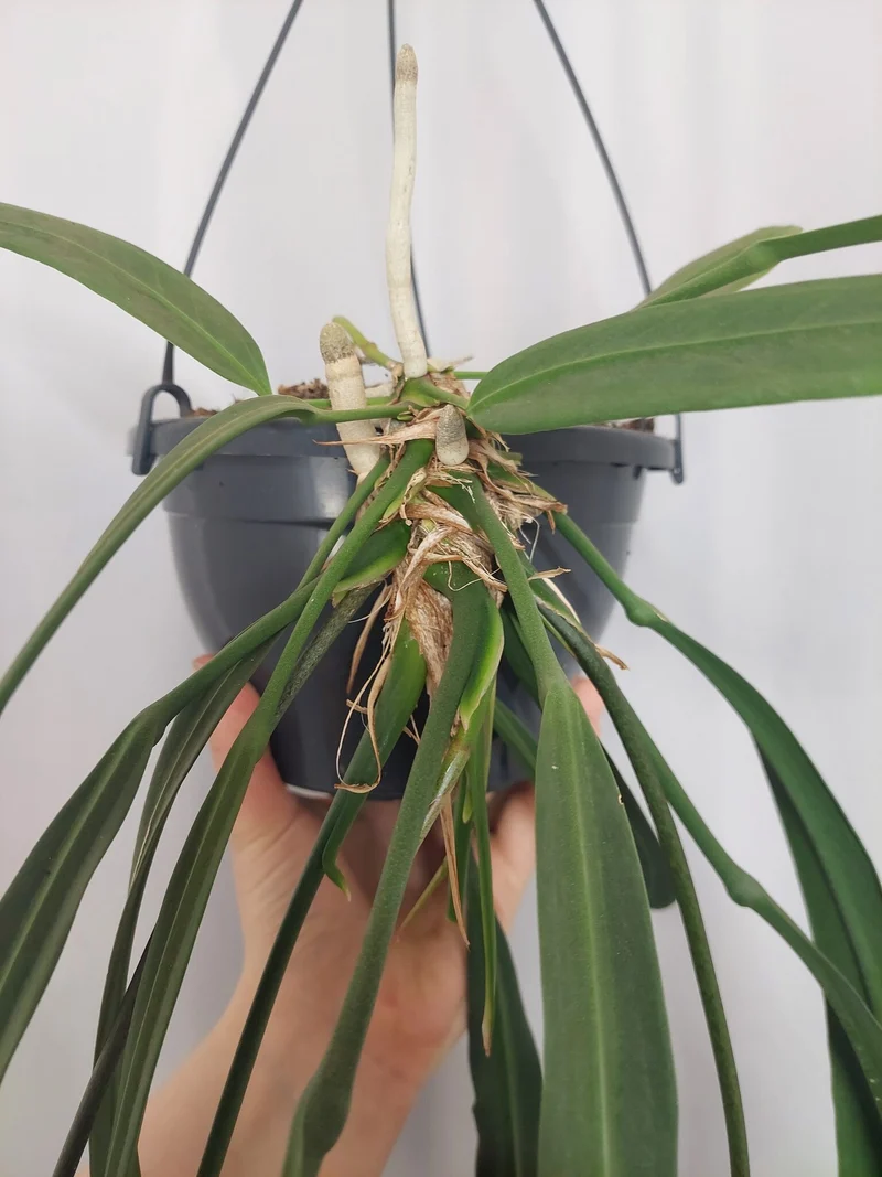 Anthurium Vittarifolium groß