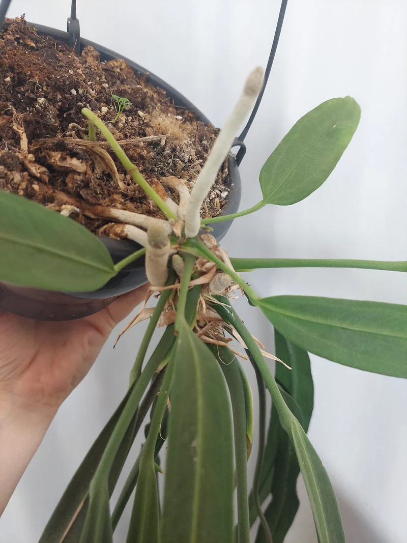 Anthurium Vittarifolium groß