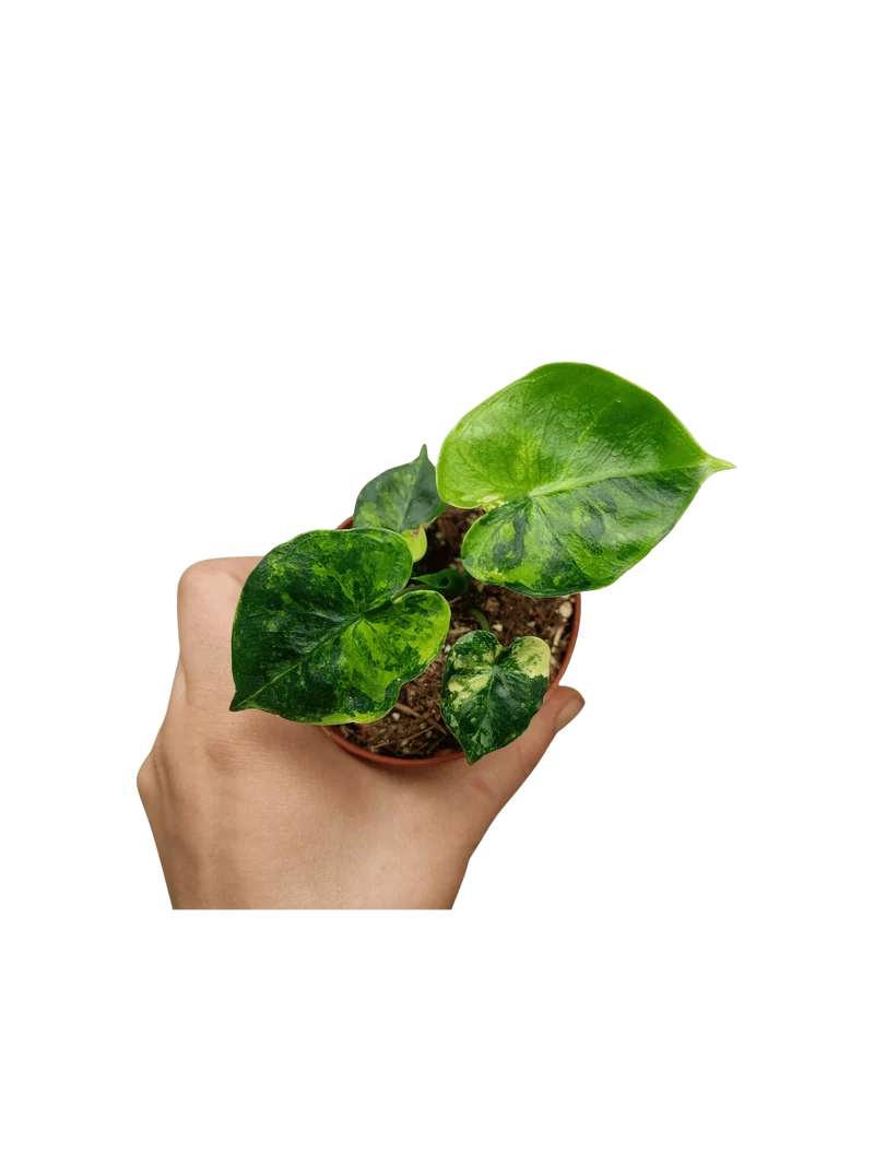 Alocasia Frydek Round Aurea (zum aussuchen)