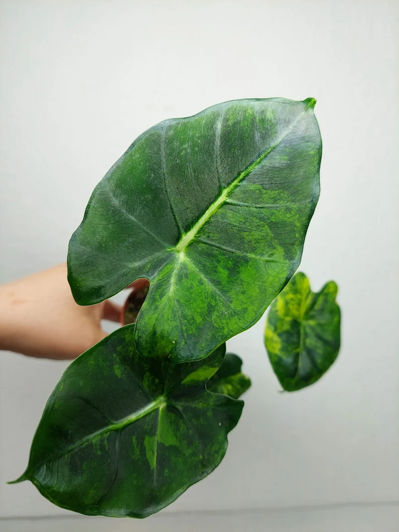 Alocasia Frydek Round Aurea (zum aussuchen)