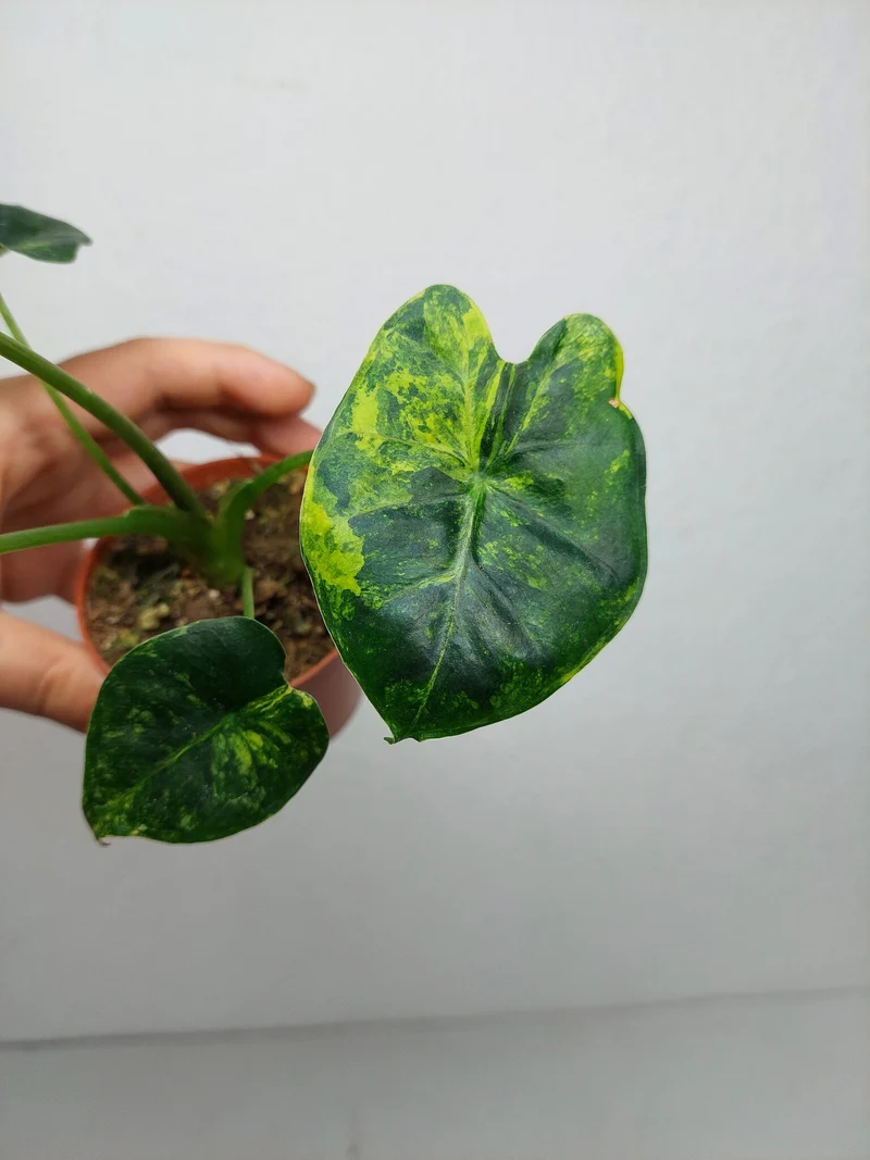 Alocasia Frydek Round Aurea (zum aussuchen)