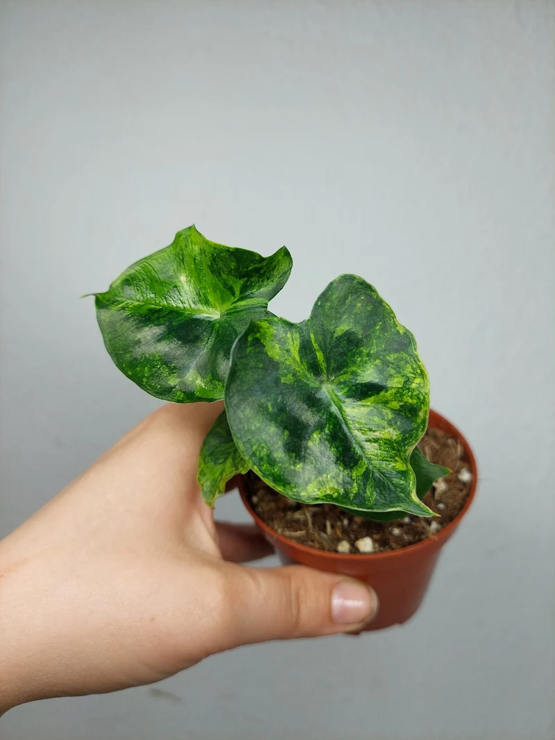 Alocasia Frydek Round Aurea (zum aussuchen)