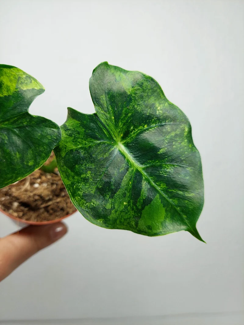 Alocasia Frydek Round Aurea (zum aussuchen)