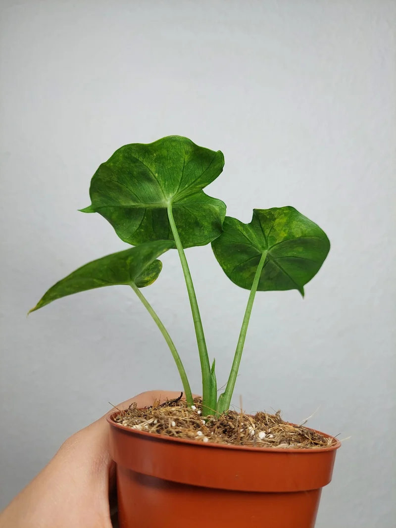 Alocasia Frydek Round Aurea (zum aussuchen)