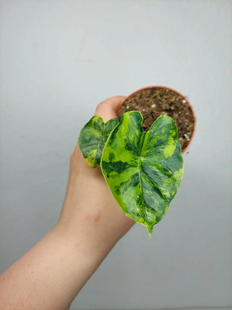 Alocasia Frydek Round Aurea (zum aussuchen)