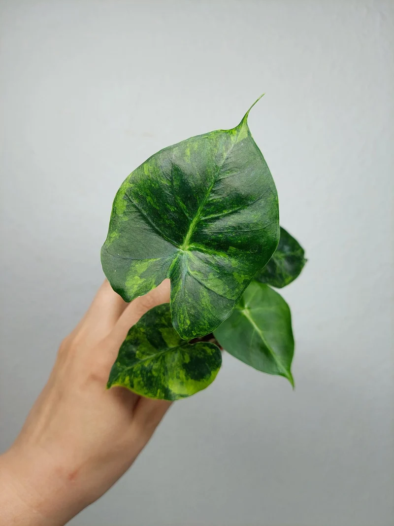 Alocasia Frydek Round Aurea (zum aussuchen)