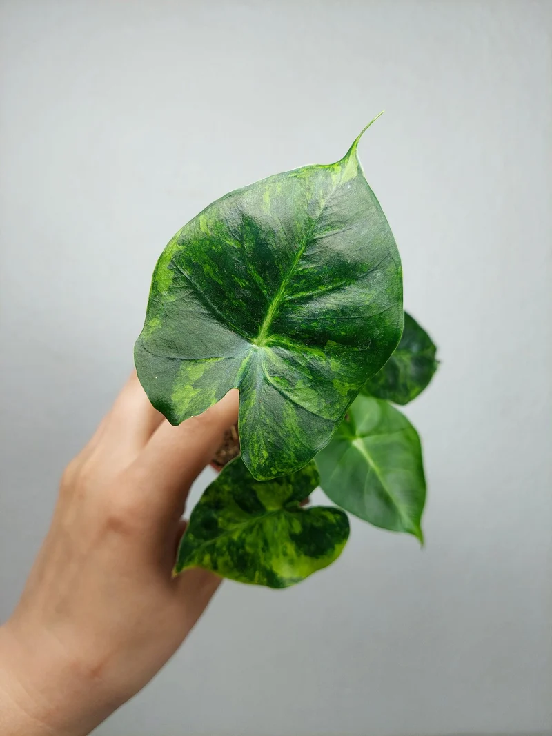 Alocasia Frydek Round Aurea (zum aussuchen)