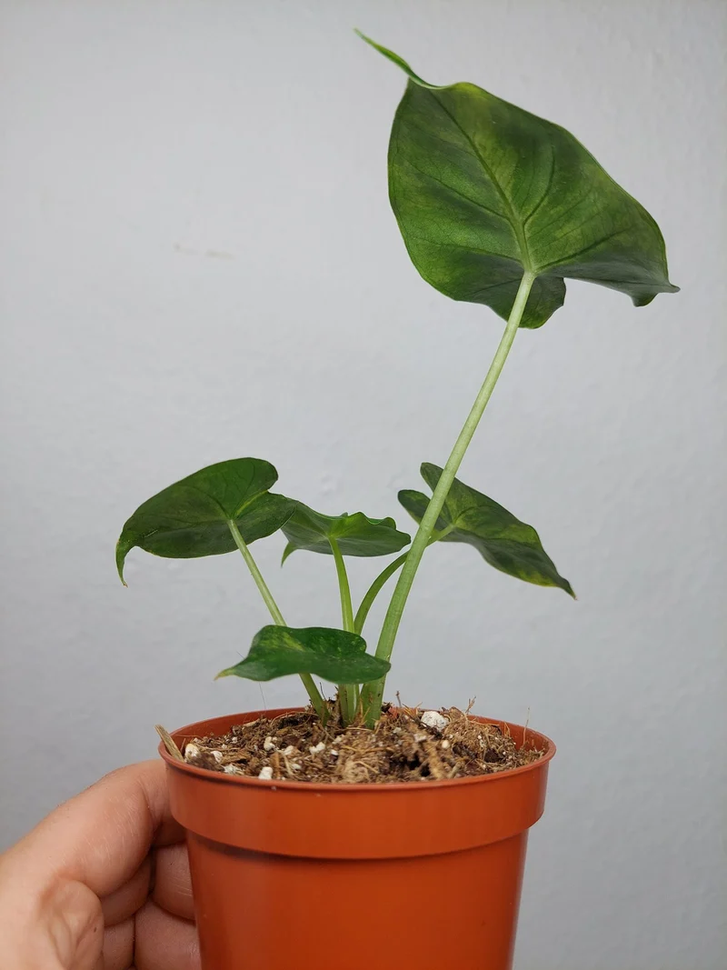Alocasia Frydek Round Aurea (zum aussuchen)
