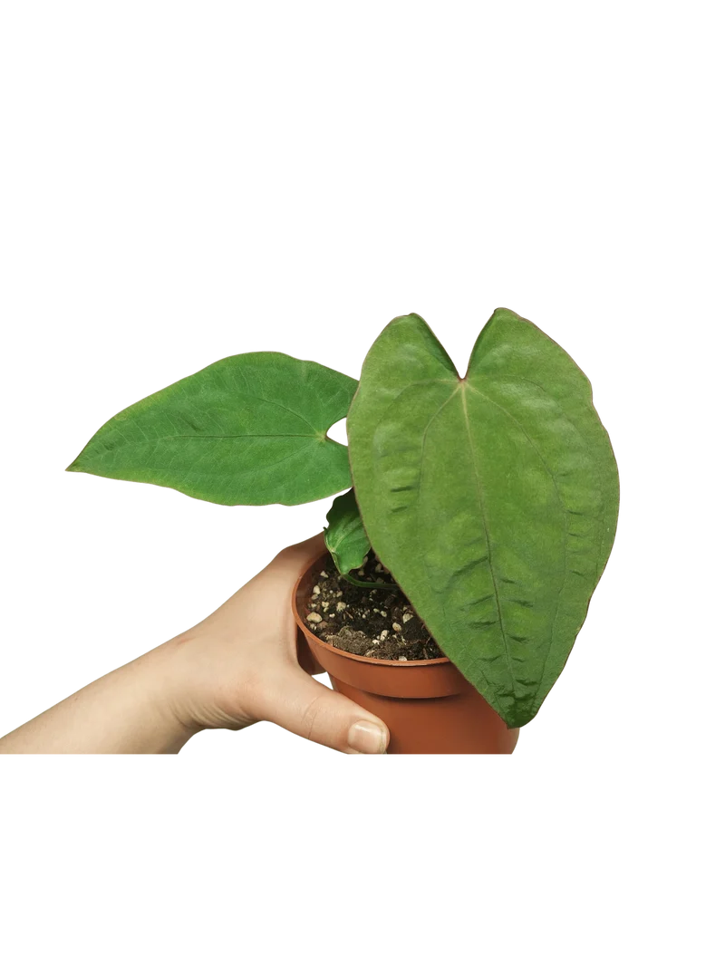 Anthurium Papillilaminum x Dressleri
